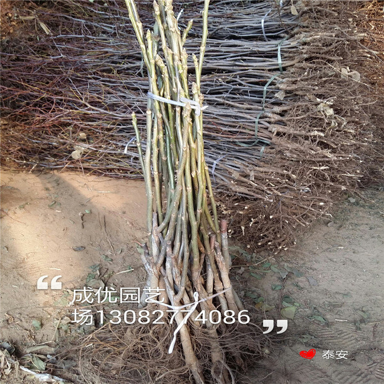 杏樹苗出售一株多少錢，批發(fā)杏樹小苗