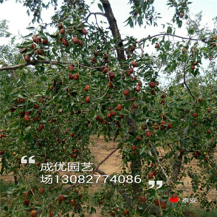 杏樹(shù)苗廠家杏樹(shù)苗圖片