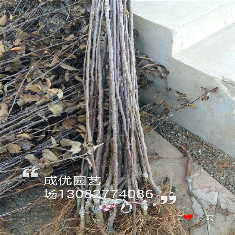 杏樹(shù)苗廠家杏樹(shù)苗圖片