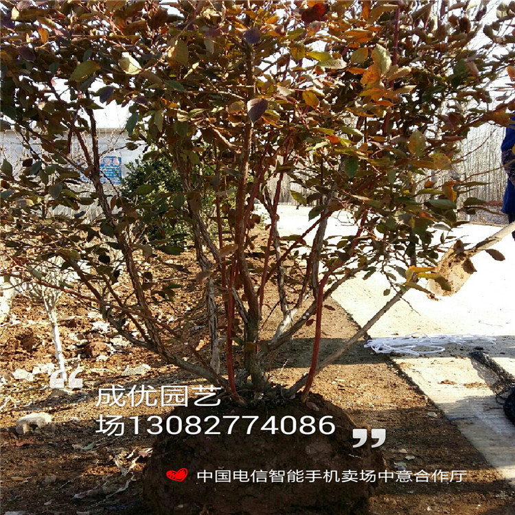 杏樹苗價(jià)格，山杏小苗多少錢