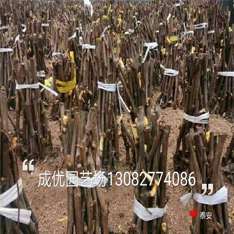 杏樹苗三公分杏樹基地