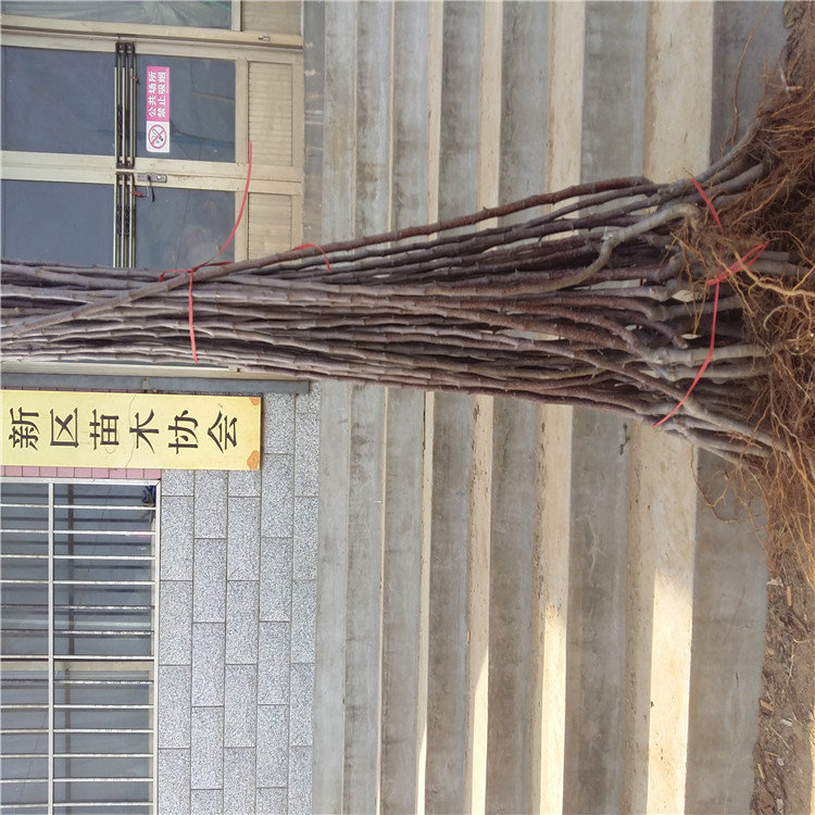 杏樹苗那個(gè)品種好，哪里能買到杏樹苗