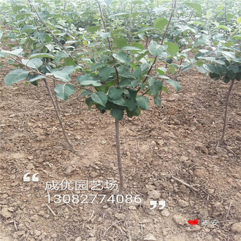 杏樹苗價(jià)格，山杏小苗多少錢