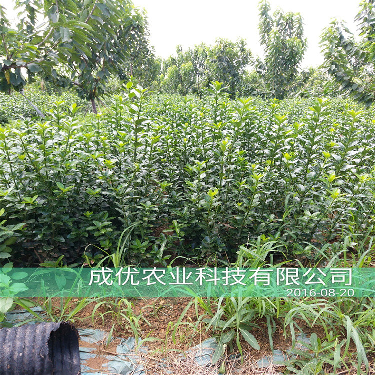 杏樹苗哪里有目前杏的前景
