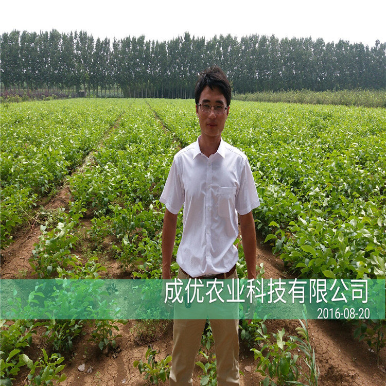 杏樹苗一棵多少錢五公分杏樹苗基地