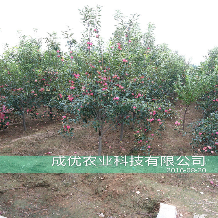 杏樹苗哪里多，怎么買杏苗