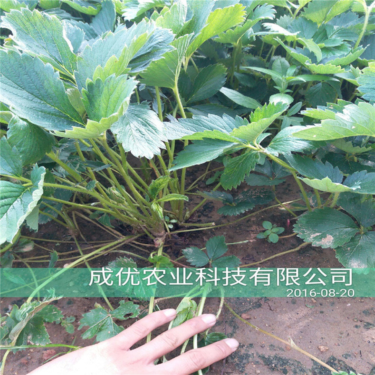 杏樹苗哪里有目前杏的前景