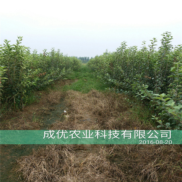 杏樹苗那個(gè)品種好，哪里能買到杏樹苗