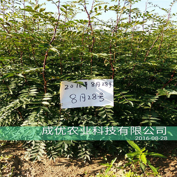杏樹苗出售一株多少錢，批發(fā)杏樹小苗