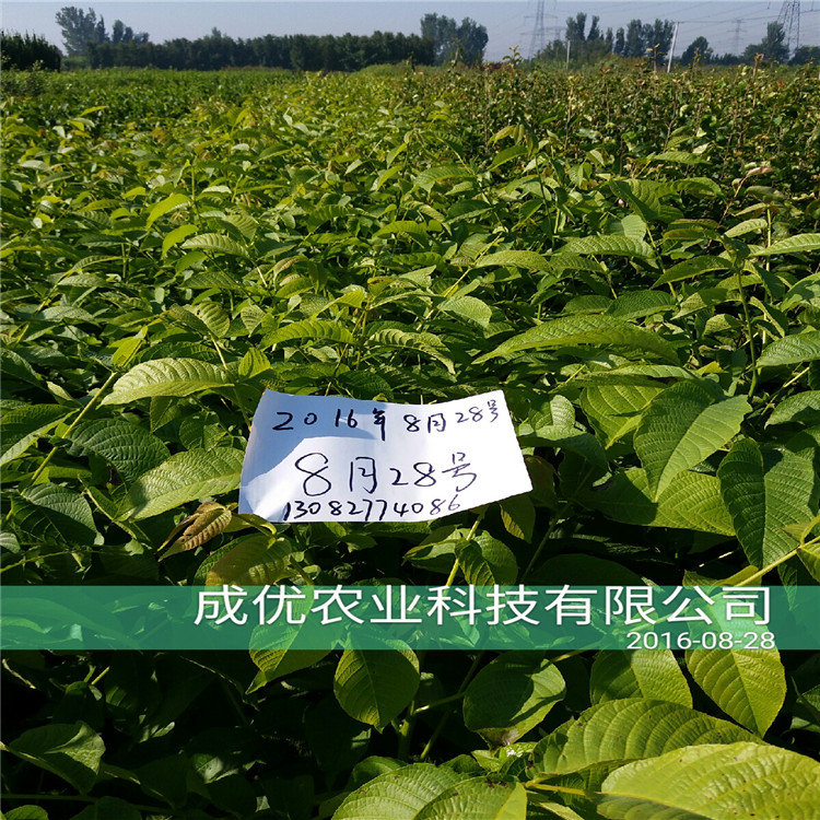 杏樹苗哪里多，油杏樹苗品種簡介