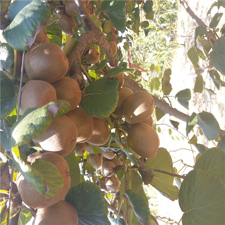 杏樹苗批發(fā) 種植杏樹怎么樣