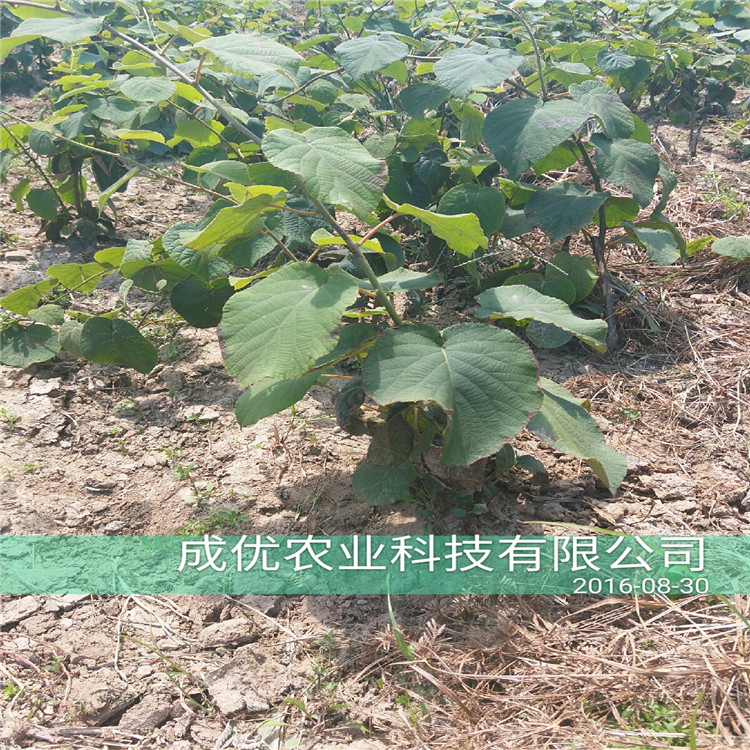 杏樹(shù)苗那個(gè)品種好，杏樹(shù)苗圖片