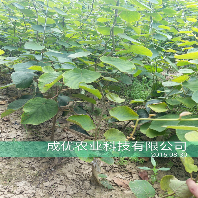 杏樹(shù)苗廠家杏樹(shù)苗圖片