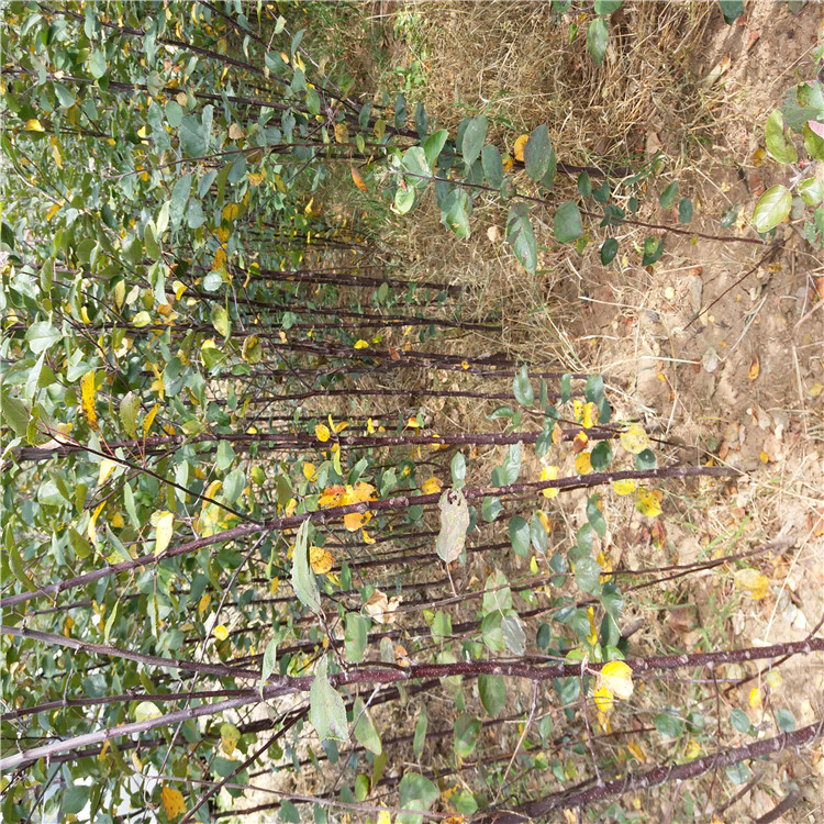 杏樹苗一棵多少錢四公分杏樹苗基地