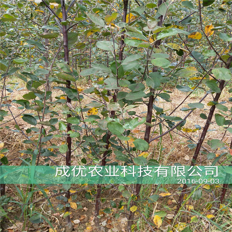 杏樹(shù)苗那個(gè)品種好，杏樹(shù)苗圖片