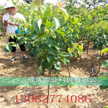新梨七號(hào)梨樹，柱狀梨樹畝產(chǎn)多少斤