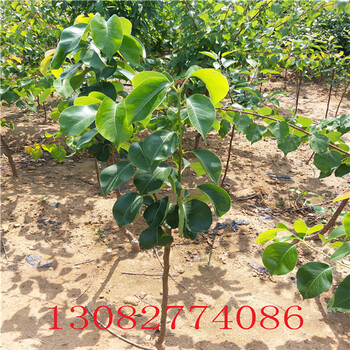 三公分梨樹(shù)苗，柱狀梨樹(shù)苗多少錢