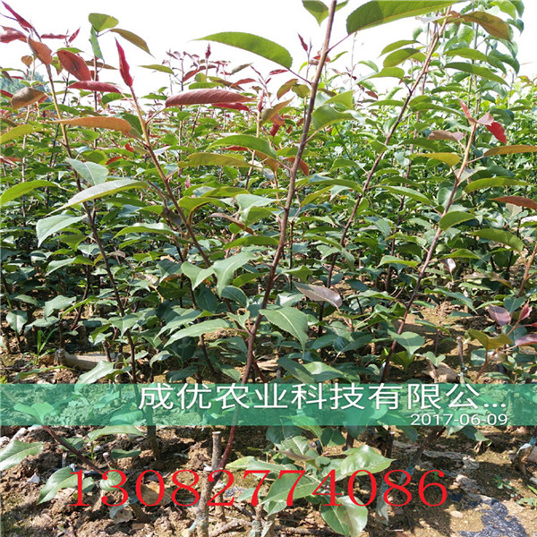 梨梨樹苗，梨苗批發(fā)基地