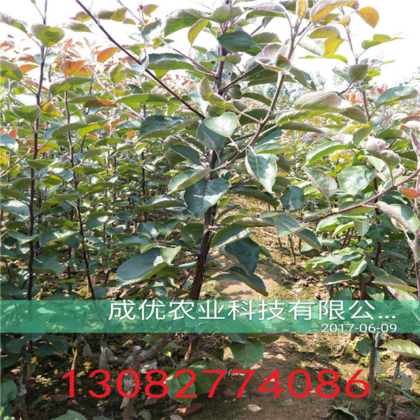 早酥紅梨樹苗，高產(chǎn)梨樹苗