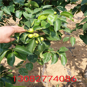 高產(chǎn)梨苗，紅香酥梨樹苗多少錢