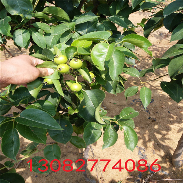 高產(chǎn)梨苗，新梨七號(hào)梨苗多少錢(qián)