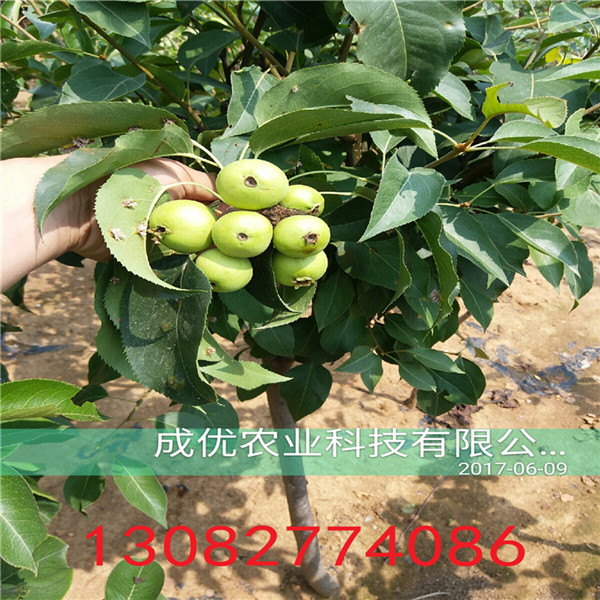玉梨苗，山東梨樹(shù)苗批發(fā)商
