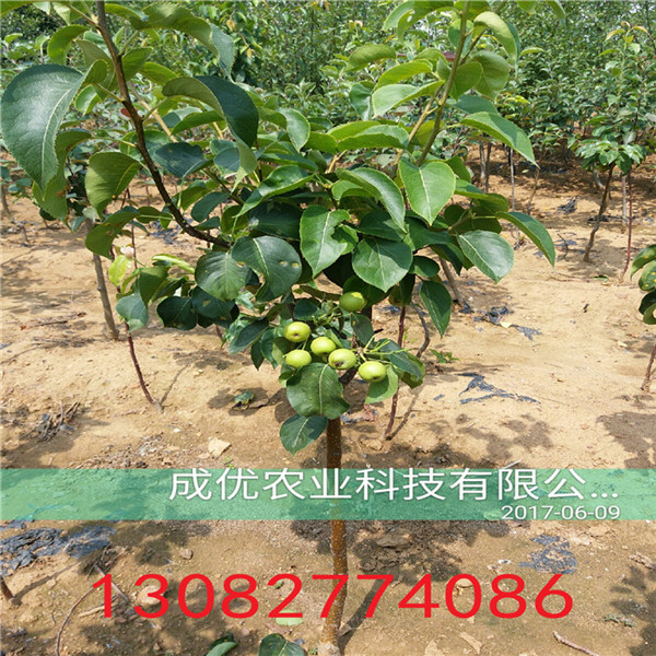 紅香酥梨樹苗，梨梨樹基地