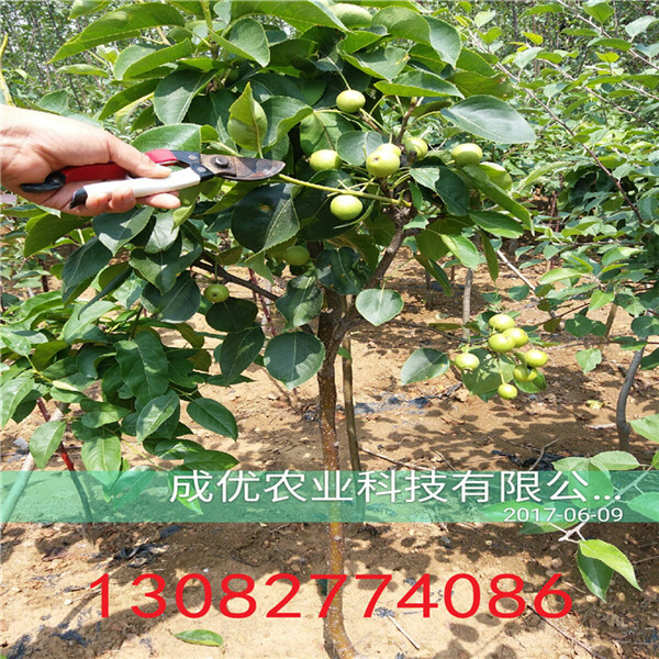 晚熟梨樹苗，三公分梨樹多少錢