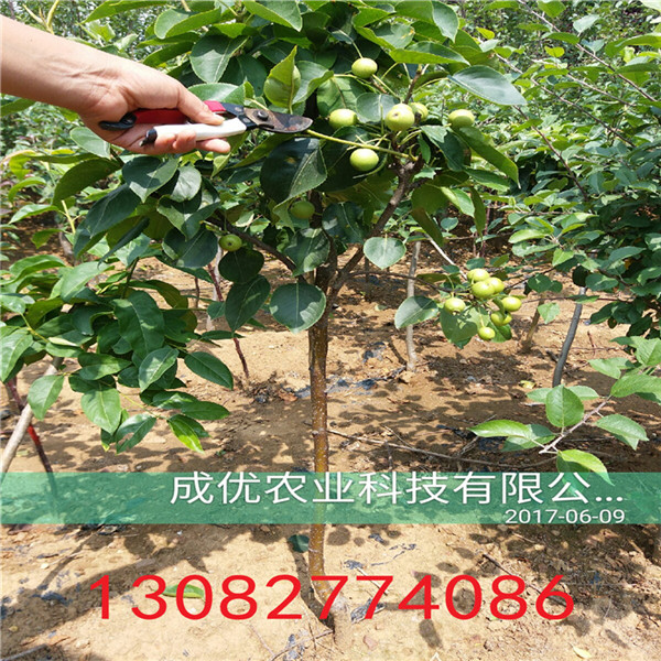 一公分梨樹苗，山東梨樹苗批發(fā)商