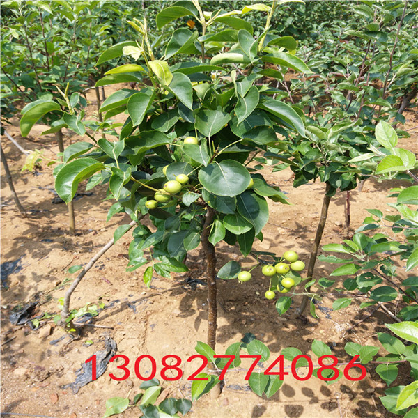 高產(chǎn)梨樹，梨苗批發(fā)基地