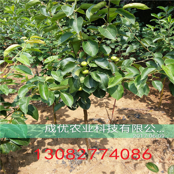 夏玉梨苗，梨苗多少錢賣