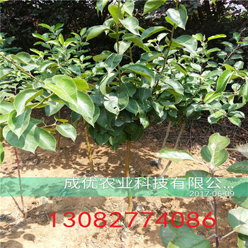 全紅梨苗，早熟梨樹苗出售