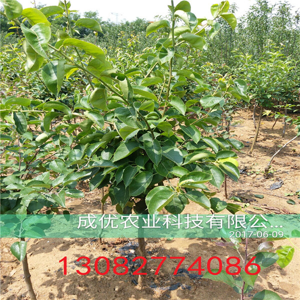 梨樹苗，晚秋梨樹哪家好價格