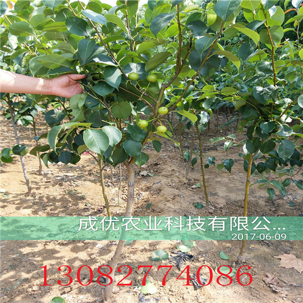 梨苗，山東梨苗基地