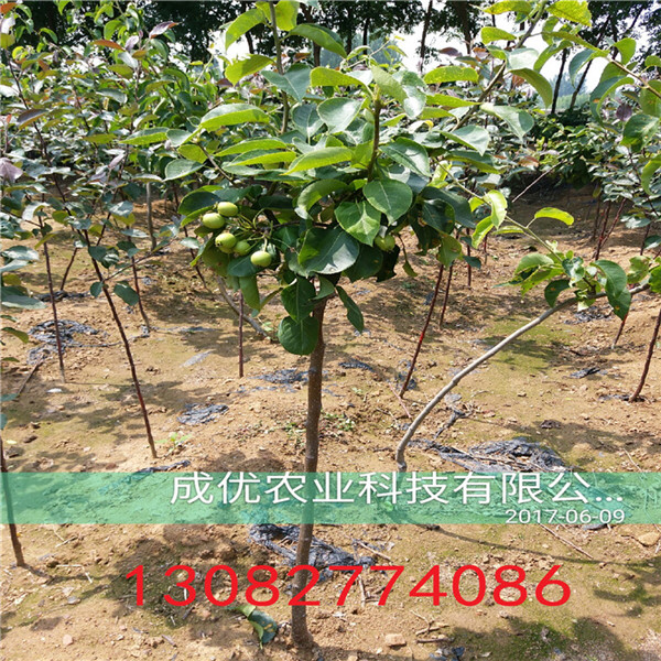 早熟梨樹(shù)苗，梨梨苗出售