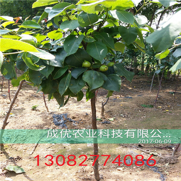 梨梨樹，哪里有賣梨樹苗的
