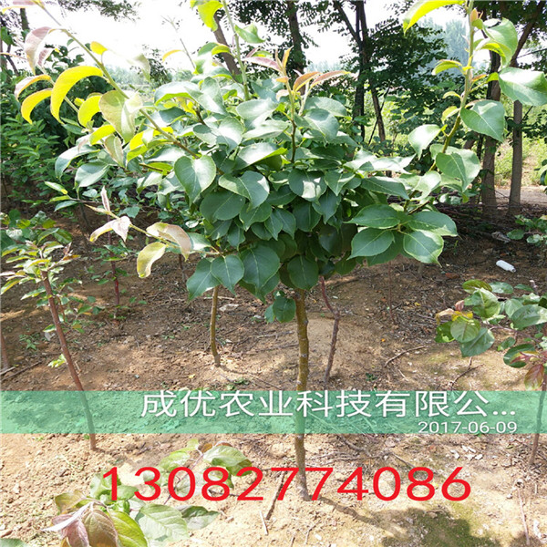 秋月梨樹(shù)苗，三公分梨樹(shù)多少錢