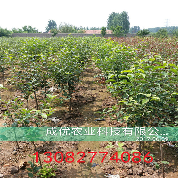 晚秋梨苗，哪里有賣梨樹苗的