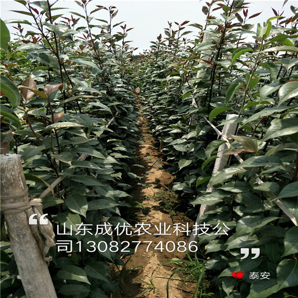 晚熟梨樹，哪里有賣梨樹苗的