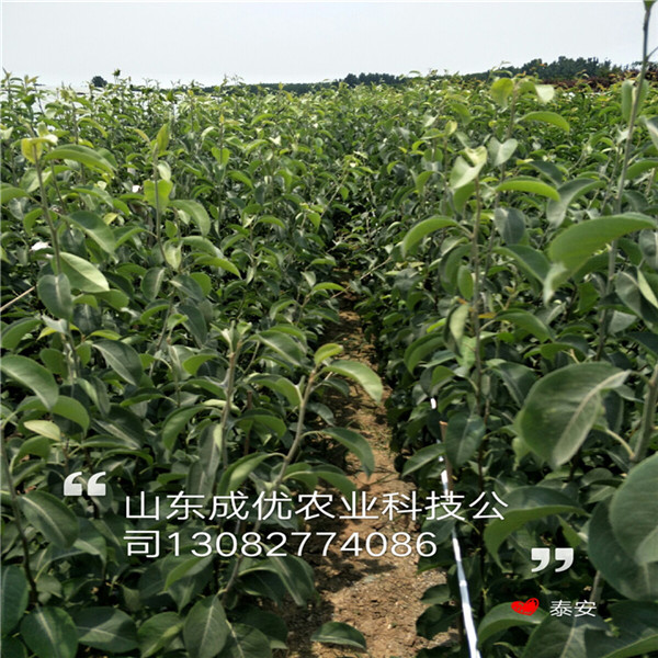 晚熟梨苗，柱狀梨樹苗多少錢