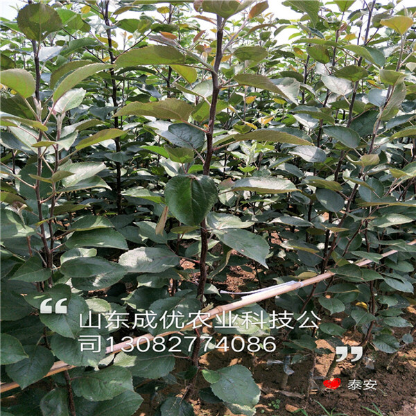 梨苗，早熟梨夏玉梨