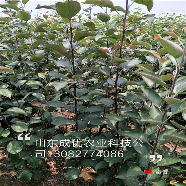 二公分梨樹，柱狀梨樹苗多少錢