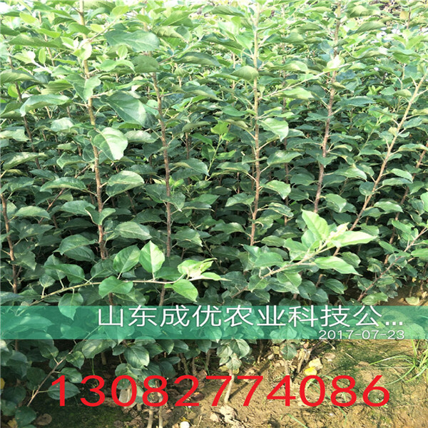 新梨七號梨樹苗，梨苗一根多少錢