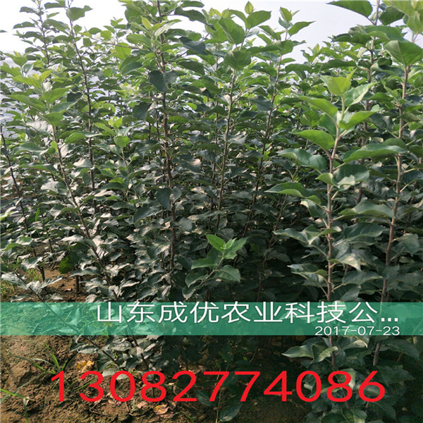晚秋梨樹(shù)，二公分梨樹(shù)苗報(bào)價(jià)