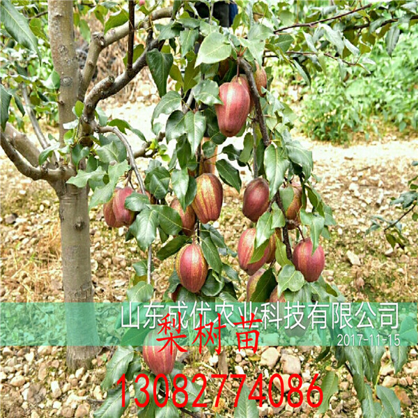 柱狀梨樹苗，梨樹苗價格