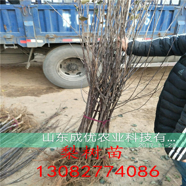 新梨七號梨樹苗，梨苗一根多少錢