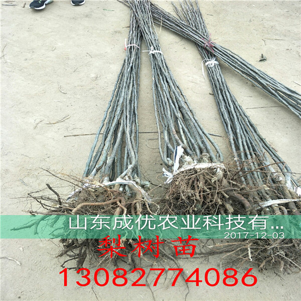 玉梨樹，早熟梨樹苗出售