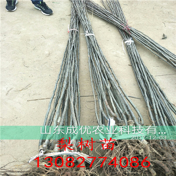 梨梨樹，玉露香梨樹基地