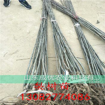 玉露香梨樹苗，皇冠梨苗一根多少錢