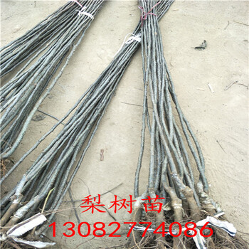 秋月梨樹苗，二公分梨樹報(bào)價(jià)